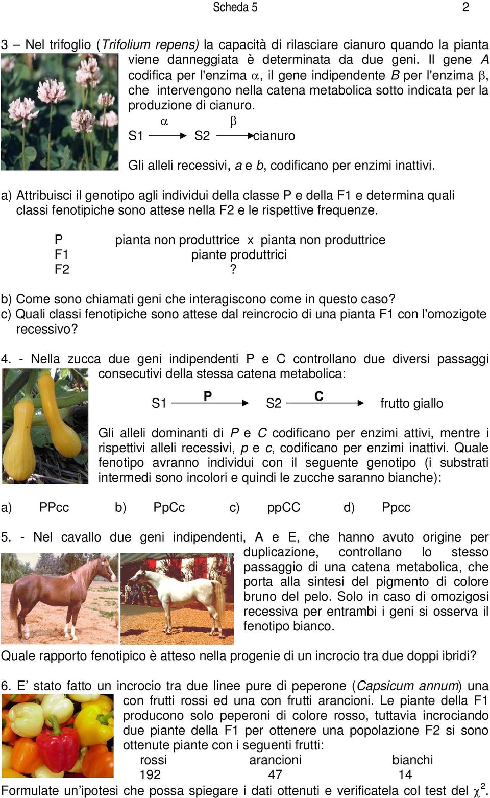 α β S1 S2 cianuro Gli alleli recessivi, a e b, codificano per enzimi inattivi.