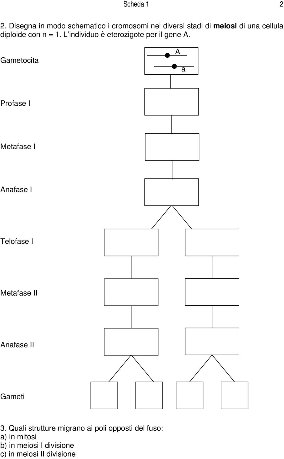 diploide con n = 1. L individuo è eterozigote per il gene A.