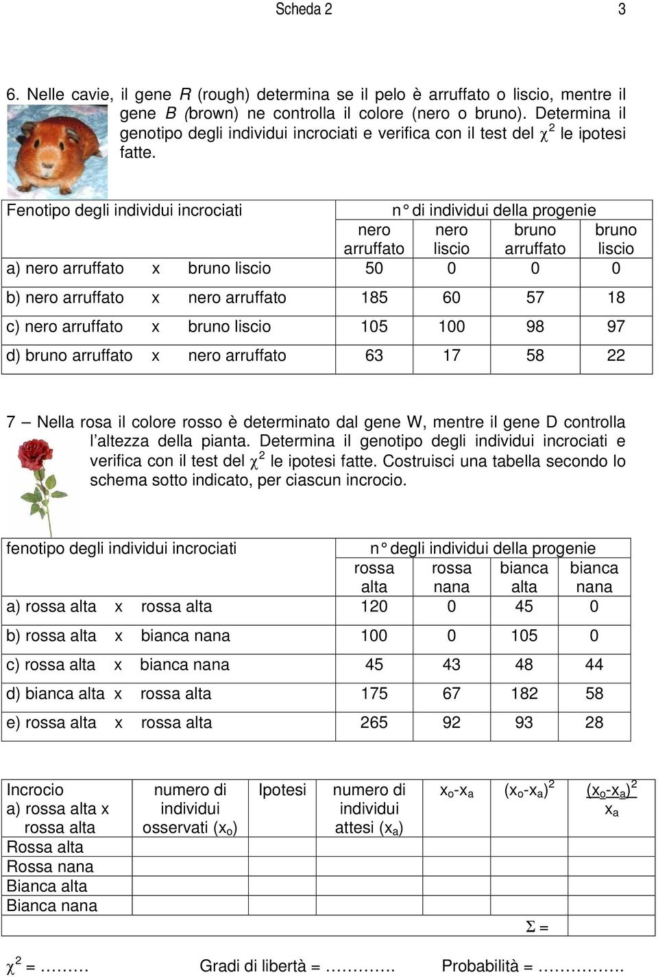 Fenotipo degli individui incrociati n di individui della progenie nero arruffato nero liscio bruno arruffato bruno liscio a) nero arruffato x bruno liscio 50 0 0 0 b) nero arruffato x nero arruffato