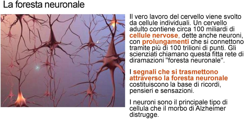 più di 100 trilioni di punti. Gli scienziati chiamano questa fitta rete di diramazioni "foresta neuronale".