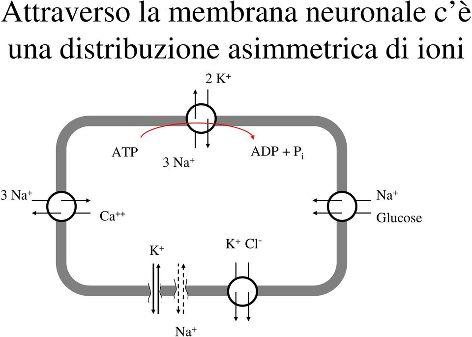 ioni 2 K + ATP 3 Na + ADP + P i 3 Na