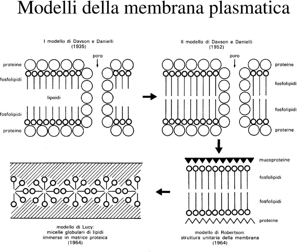 membrana