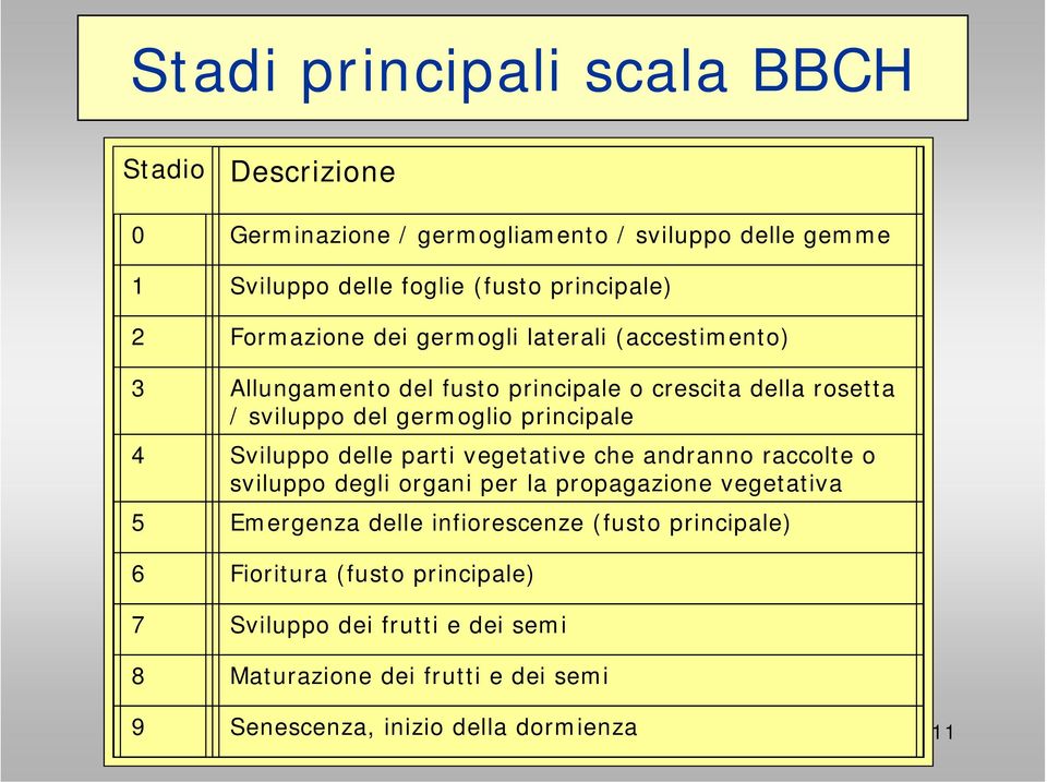 Sviluppo delle parti vegetative che andranno raccolte o sviluppo degli organi per la propagazione vegetativa 5 Emergenza delle infiorescenze (fusto