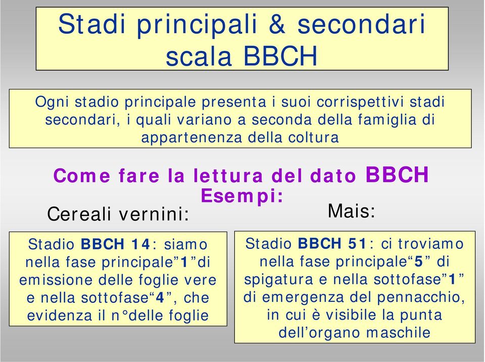 siamo nella fase principale 1 di emissione delle foglie vere e nella sottofase 4, che evidenza il n delle foglie Stadio BBCH 51: ci