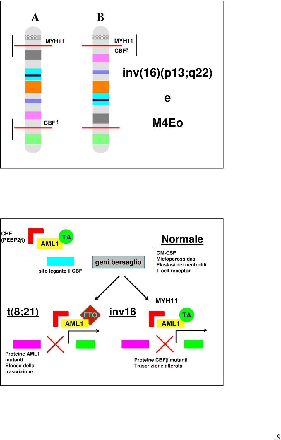 neutrofili T-cell receptor t(8;21) inv16 TA MYH11 ETO AML1 AML1 Proteine AML1