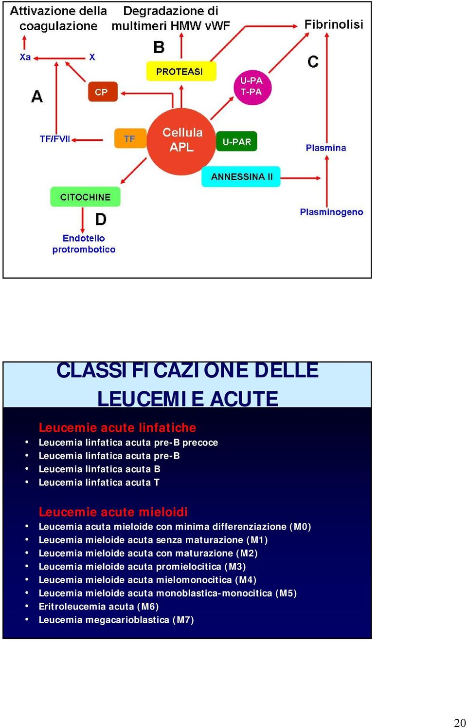 Leucemia mieloide acuta senza maturazione (M1) Leucemia mieloide acuta con maturazione (M2) Leucemia mieloide acuta promielocitica (M3)