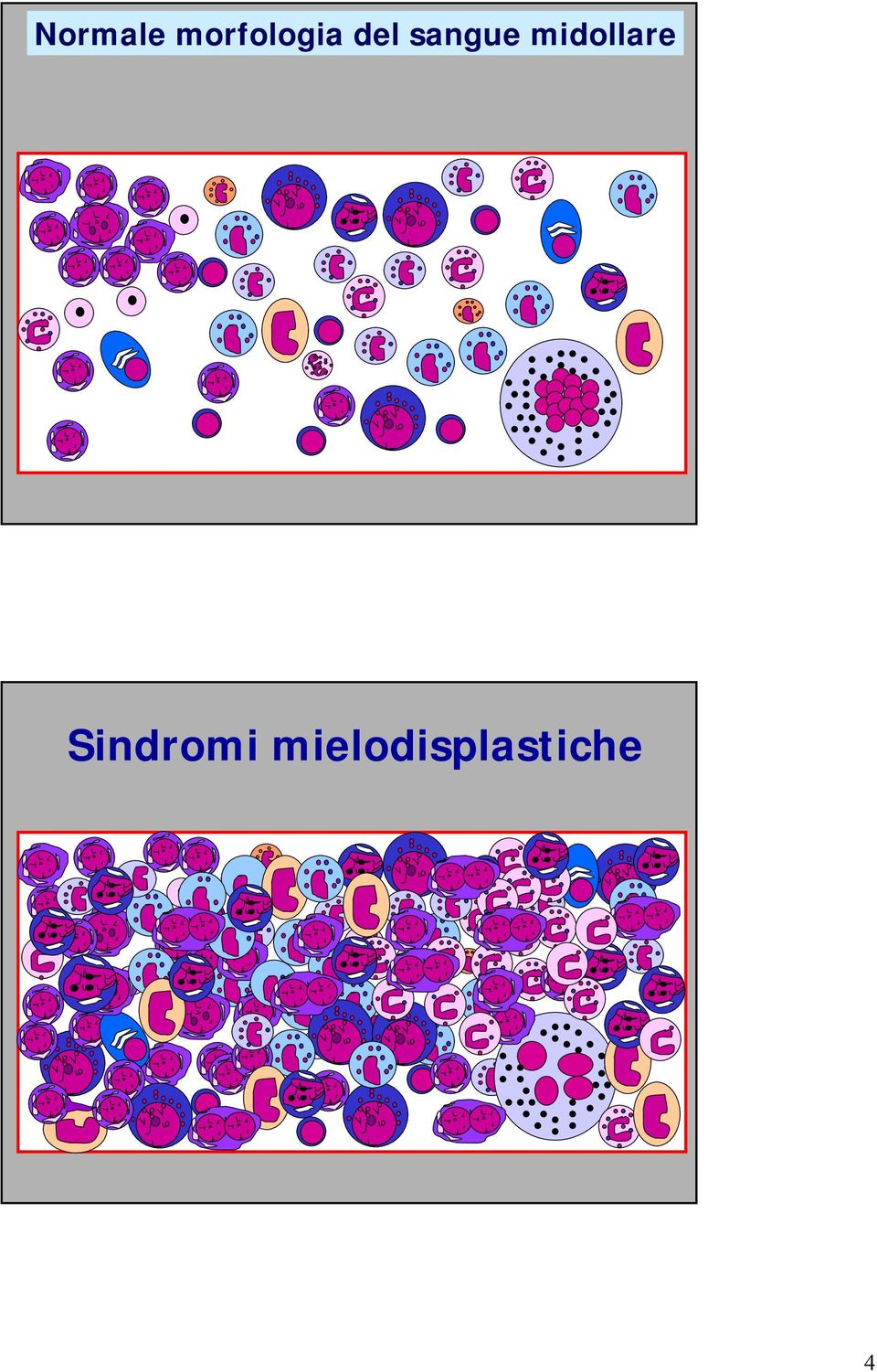 sangue midollare