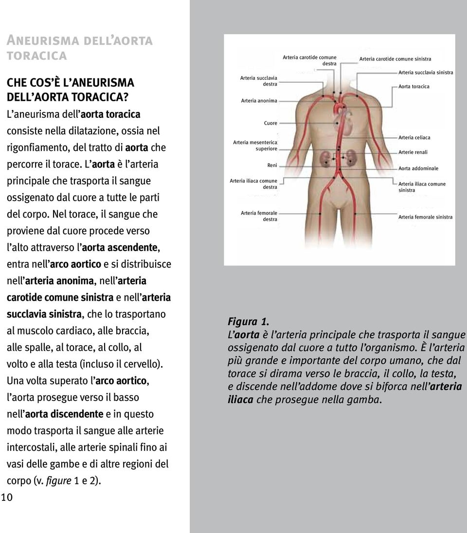 L aorta è l arteria principale che trasporta il sangue ossigenato dal cuore a tutte le parti del corpo.