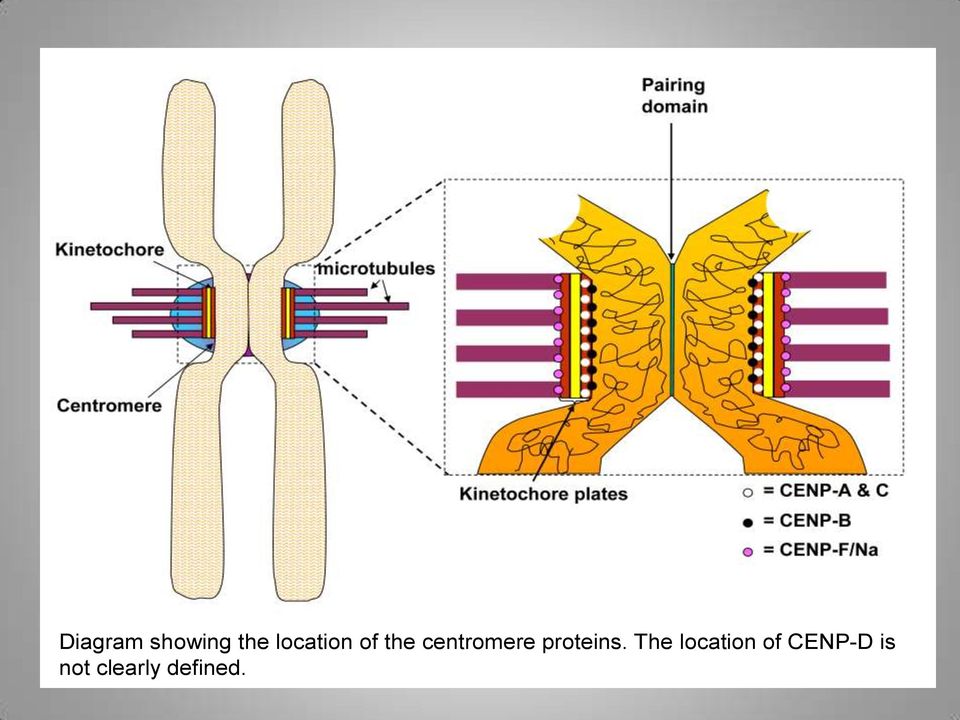 centromere proteins.
