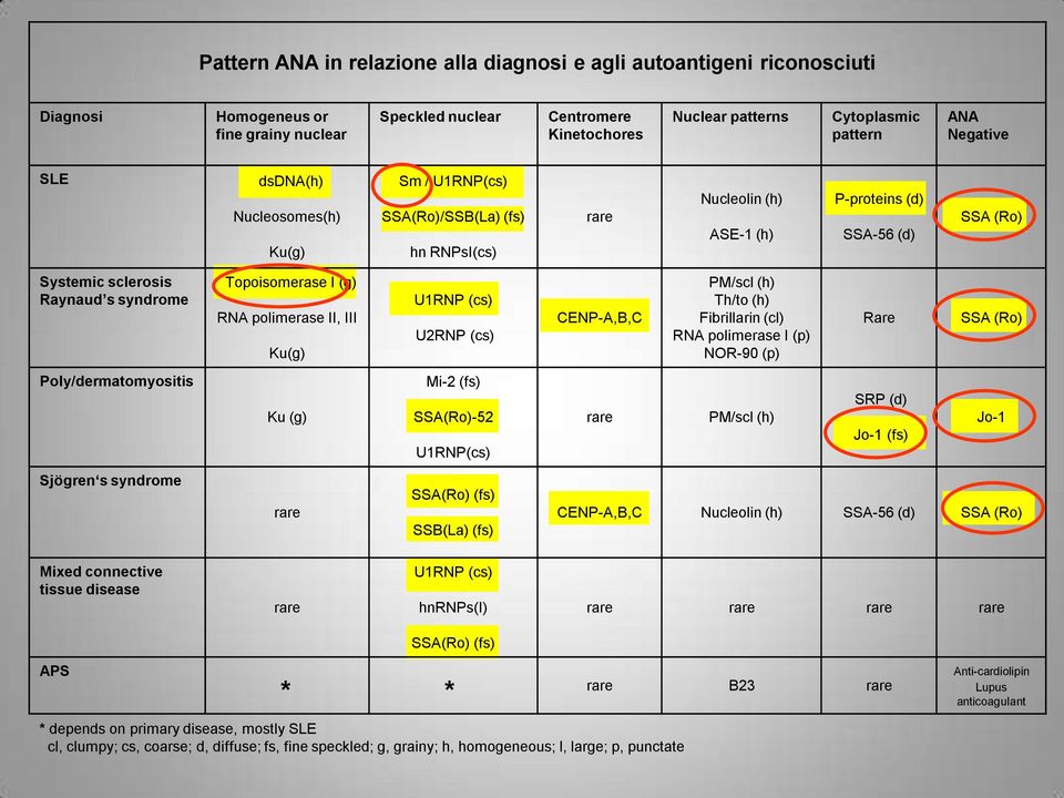 Topoisomerase I (g) RNA polimerase II, III Ku(g) U1RNP (cs) U2RNP (cs) CENP-A,B,C PM/scl (h) Th/to (h) Fibrillarin (cl) RNA polimerase I (p) NOR-90 (p) Rare SSA (Ro) Poly/dermatomyositis Ku (g) Mi-2