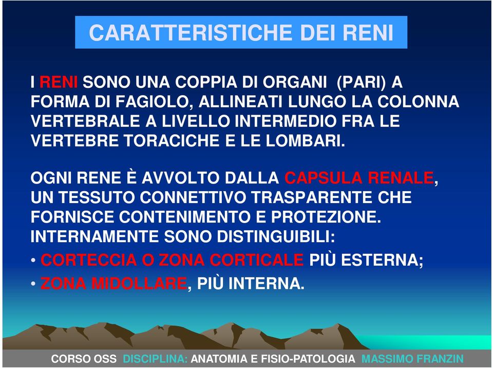 OGNI RENE È AVVOLTO DALLA CAPSULA RENALE, UN TESSUTO CONNETTIVO TRASPARENTE CHE FORNISCE