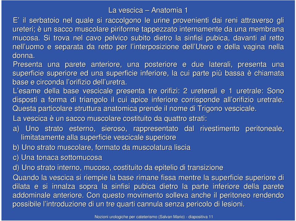 Presenta una parete anteriore, una posteriore e due laterali, presenta una superficie superiore ed una superficie inferiore, la cui parte piùp bassa è chiamata base e circonda l orifizio l dell