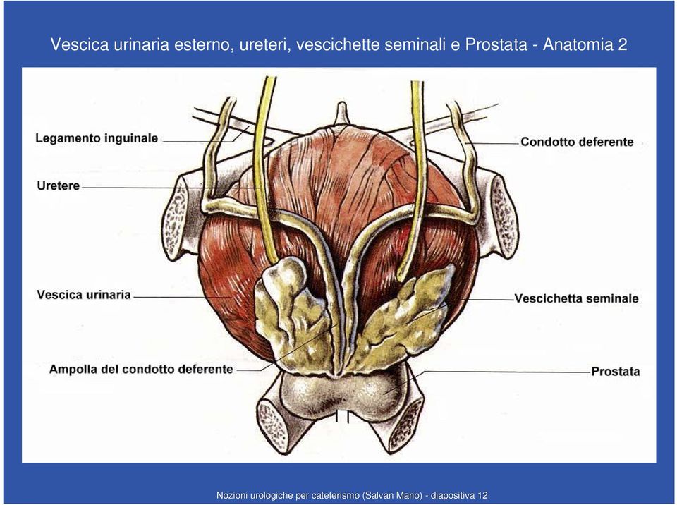 Anatomia 2 Nozioni urologiche per