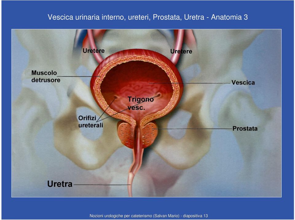 Anatomia 3 Nozioni urologiche