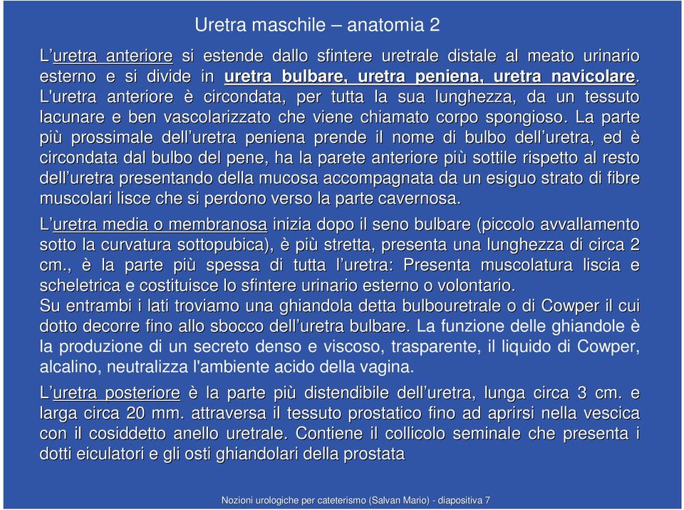 . La parte più prossimale dell uretra peniena prende il nome di bulbo dell uretra, ed è circondata dal bulbo del pene, ha la parete anteriore più sottile rispetto al resto dell uretra presentando