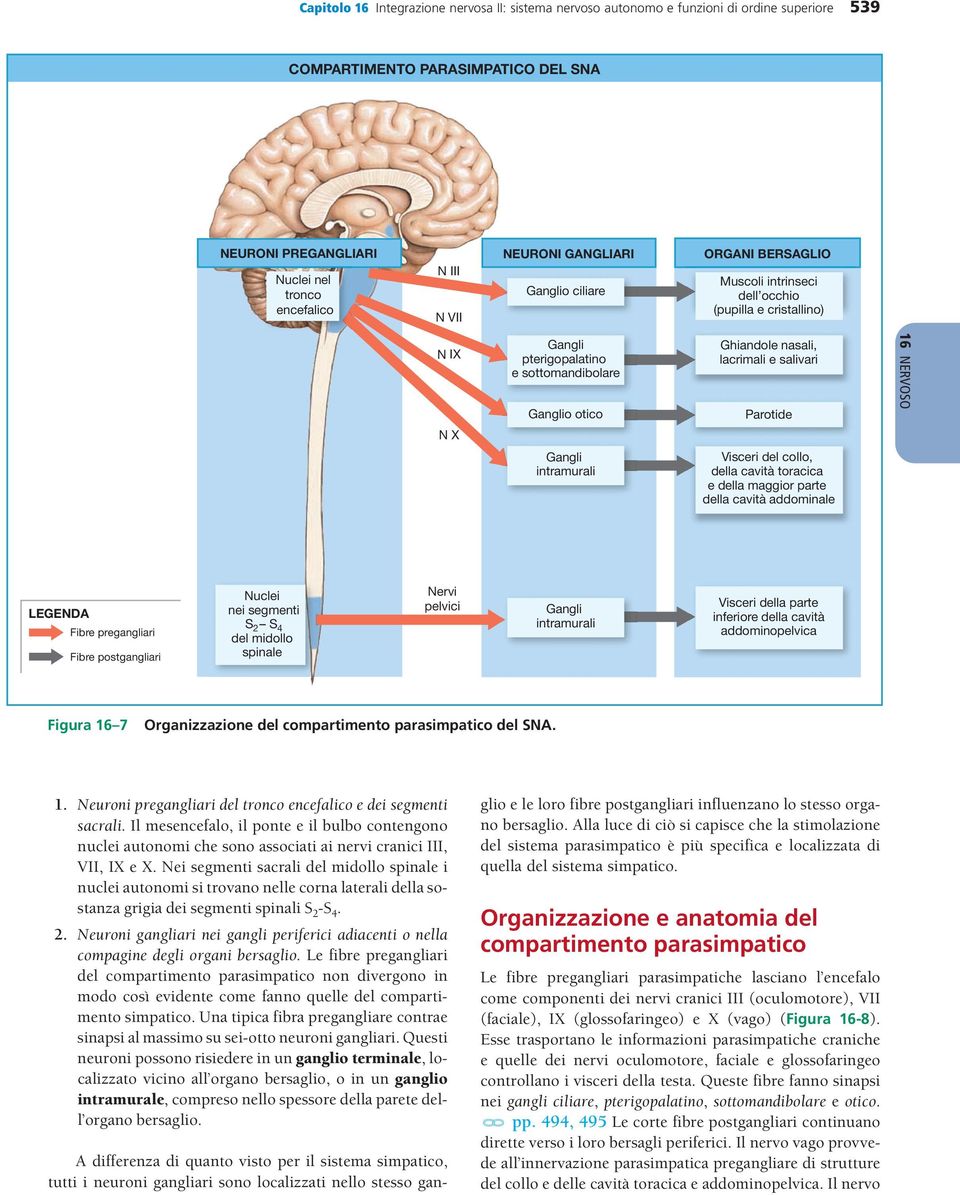 e salivari Parotide 16 NERVOSO Gangli intramurali Visceri del collo, della cavità toracica e della maggior parte della cavità addominale LEGENDA Fibre pregangliari Fibre postgangliari Nuclei nei