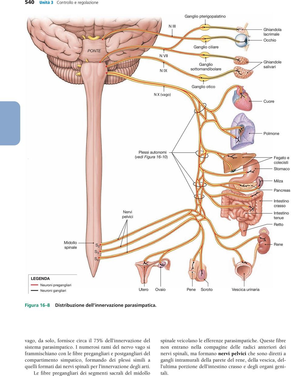 pregangliari Neuroni gangliari Utero Ovaio Pene Scroto Vescica urinaria Figura 16 8 Distribuzione dell innervazione parasimpatica.