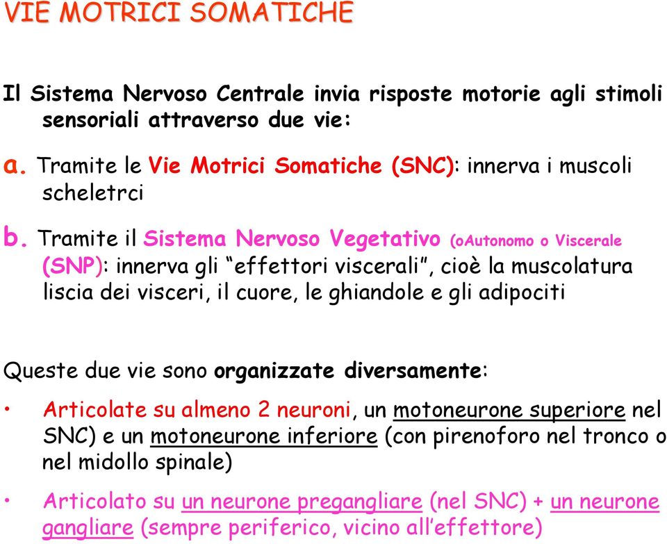 Tramite il Sistema Nervoso Vegetativo (oautonomo o Viscerale (SNP): innerva gli effettori viscerali, cioè la muscolatura liscia dei visceri, il cuore, le ghiandole e