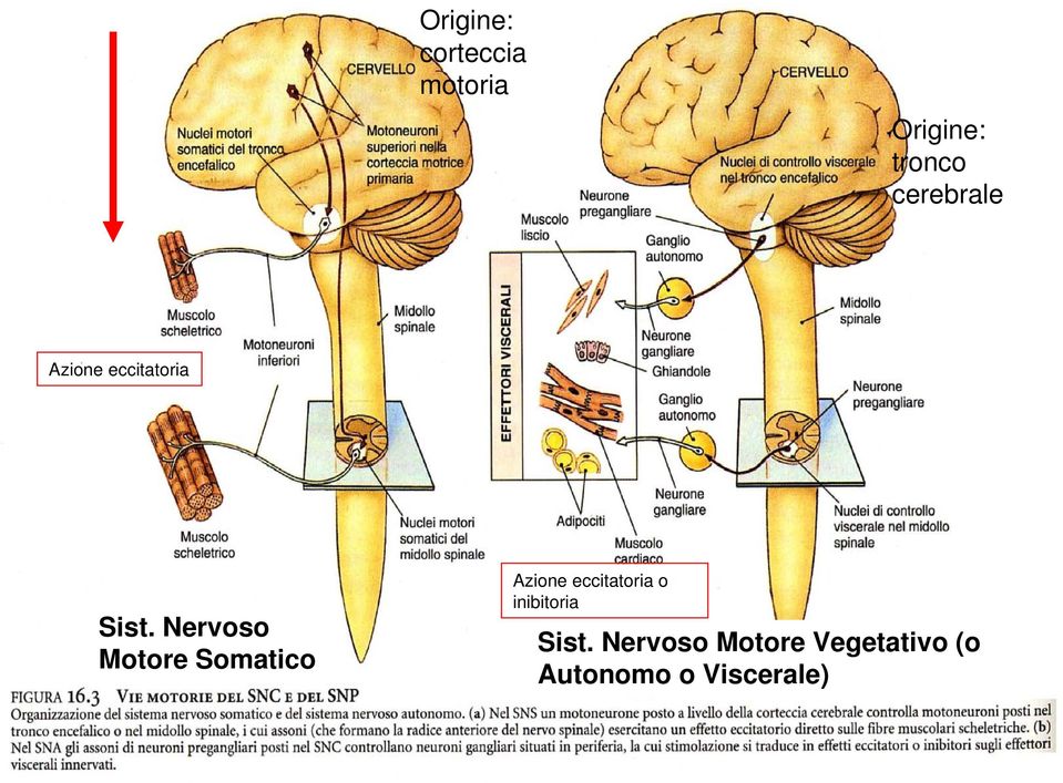 Nervoso Motore Somatico Azione eccitatoria o