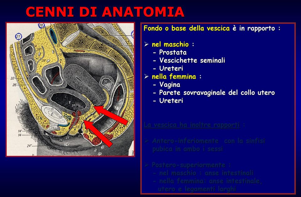 vescica ha inoltre rapporti : Antero-inferiomente con la sinfisi pubica in ambo i sessi