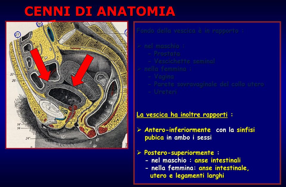 inoltre rapporti : Antero-inferiormente con la sinfisi pubica in ambo i sessi