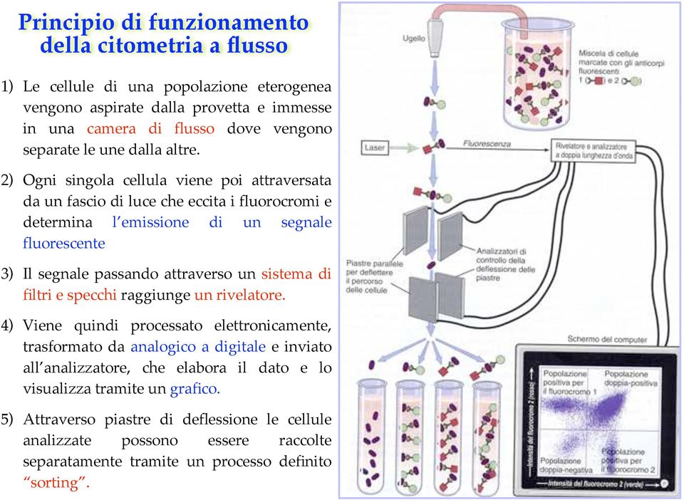 2) Ogni singola cellula viene poi attraversata da un fascio di luce che eccita i fluorocromi e determina l emissione di un segnale fluorescente 3) Il segnale passando attraverso un