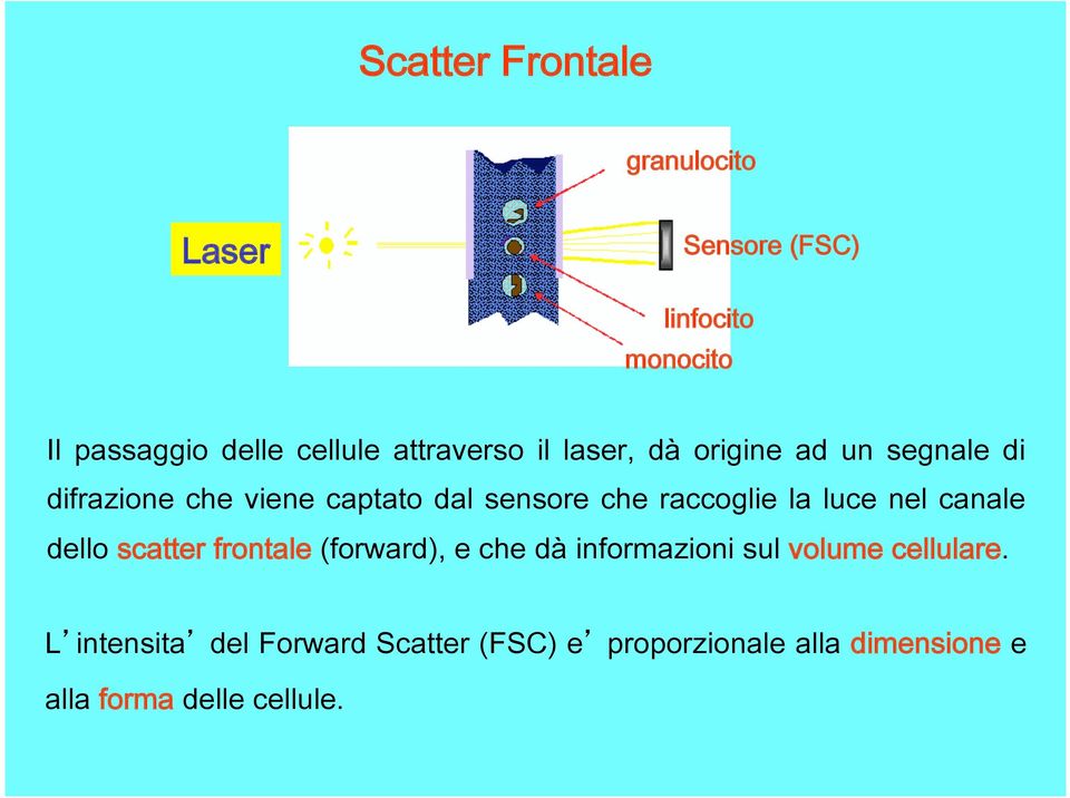 raccoglie la luce nel canale dello scatter frontale (forward), e che dà informazioni sul volume