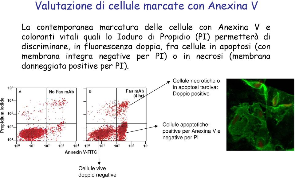 (con membrana integra negative per PI) o in necrosi (membrana danneggiata positive per PI).