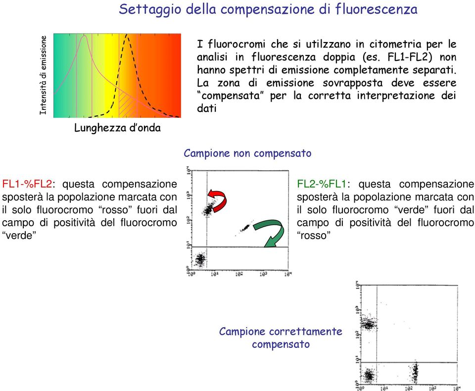 La zona di emissione sovrapposta deve essere compensata per la corretta interpretazione dei dati Campione non compensato FL1-%FL2: questa compensazione sposterà la