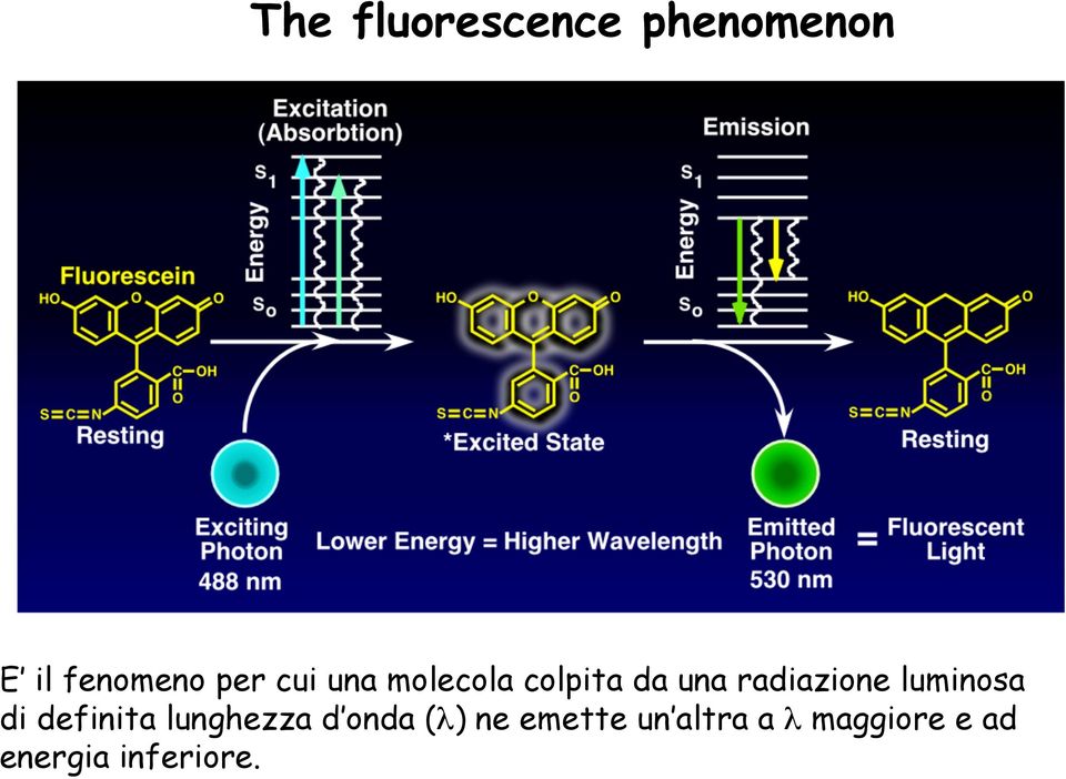 luminosa di definita lunghezza d onda (λ) ne