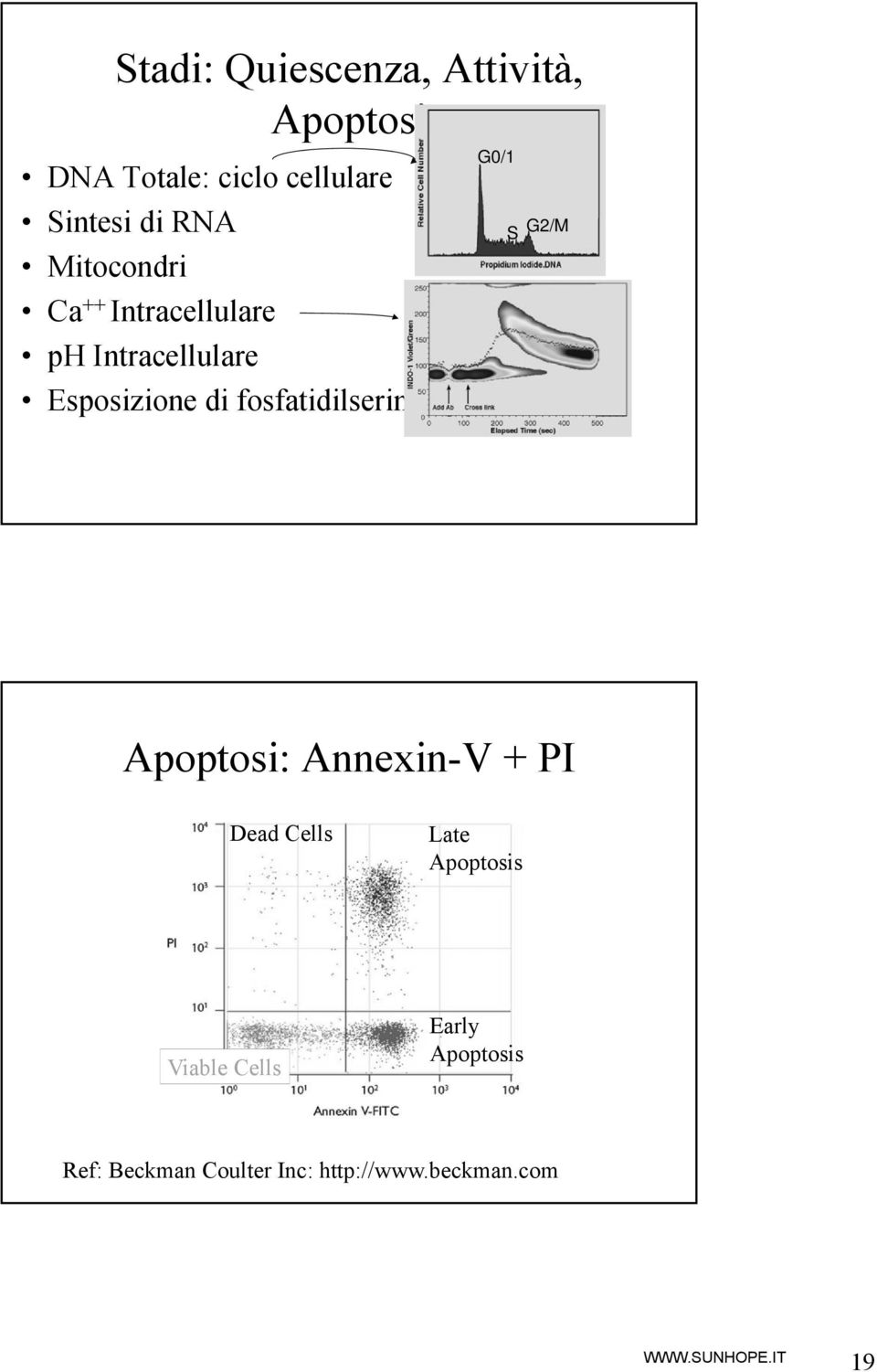 fosfatidilserina G0/1 S G2/M Apoptosi: Annexin-V + PI Dead Cells Late