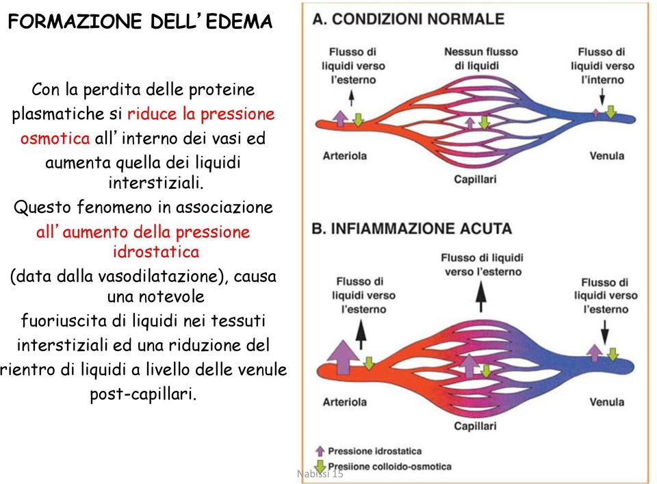 Questo fenomeno in associazione all aumento della pressione idrostatica (data dalla vasodilatazione),