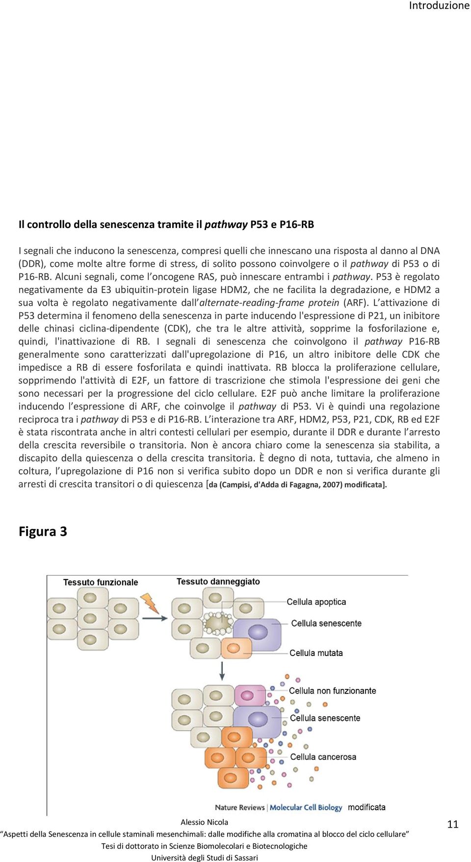 P53 è regolato negativamente da E3 ubiquitin protein ligase HDM2, che ne facilita la degradazione, e HDM2 a sua volta è regolato negativamente dall alternate reading frame protein (ARF).