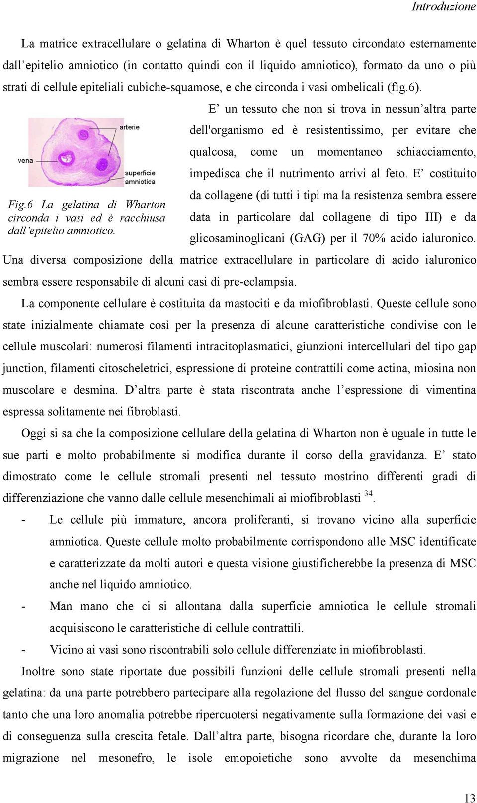 E un tessuto che non si trova in nessun altra parte dell'organismo ed è resistentissimo, per evitare che qualcosa, come un momentaneo schiacciamento, impedisca che il nutrimento arrivi al feto.