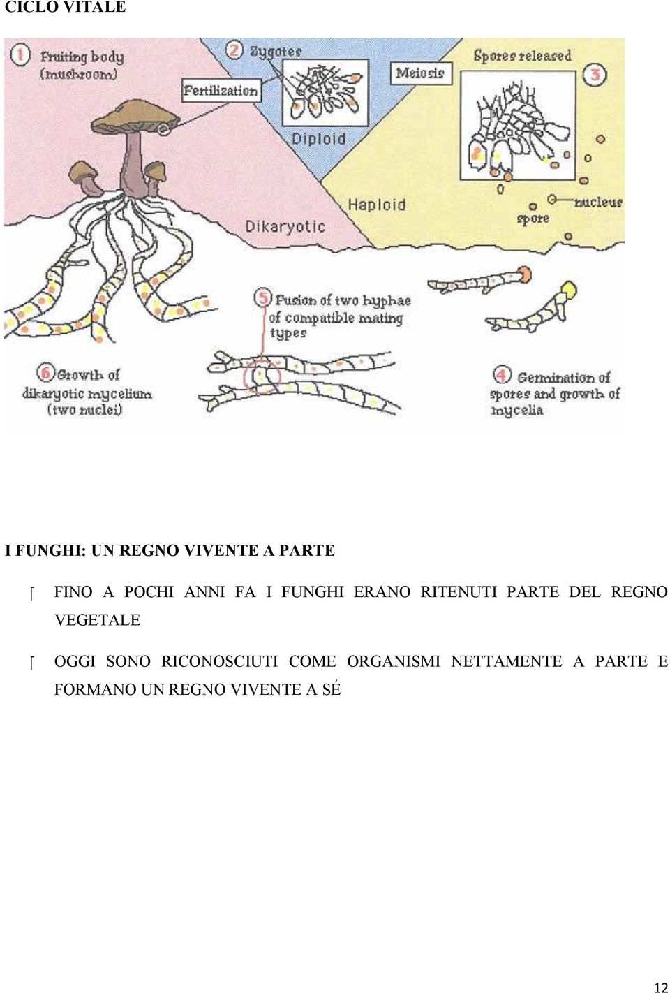 REGNO VEGETALE OGGI SONO RICONOSCIUTI COME ORGANISMI