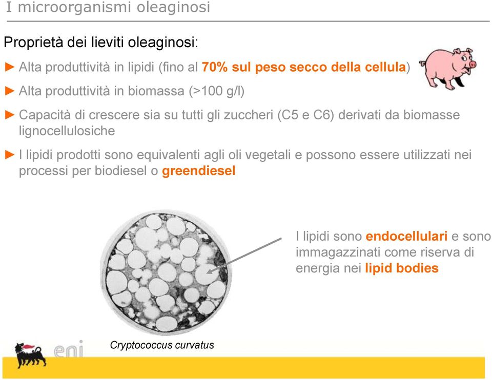 biomasse lignocellulosiche I lipidi prodotti sono equivalenti agli oli vegetali e possono essere utilizzati nei processi per