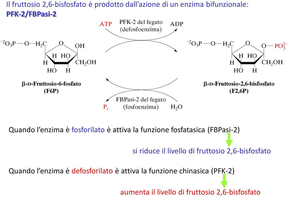 (FBPasi-2) si riduce il livello di fruttosio 2,6-bisfosfato Quando l enzima è