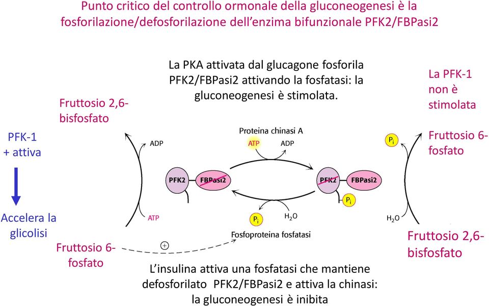 fosfatasi: la gluconeogenesi è stimolata.