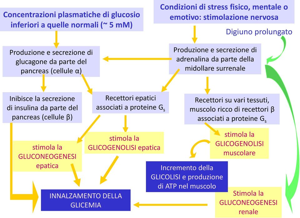 pancreas (cellule β) Recettori epatici associati a proteine G s Recettori su vari tessuti, muscolo ricco di recettori β associati a proteine G s stimola la GLUCONEOGENESI epatica