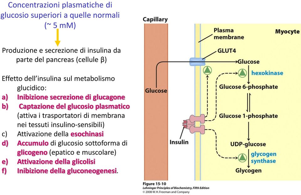 glucosio plasmatico (attiva i trasportatori di membrana nei tessuti insulino-sensibili) c) Attivazione della esochinasi d)