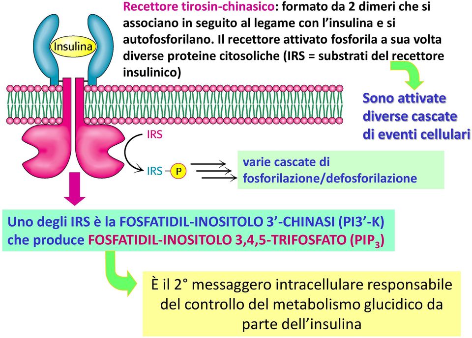 cascate di eventi cellulari varie cascate di fosforilazione/defosforilazione Uno degli IRS è la FOSFATIDIL-INOSITOLO 3 -CHINASI (PI3 -K) che