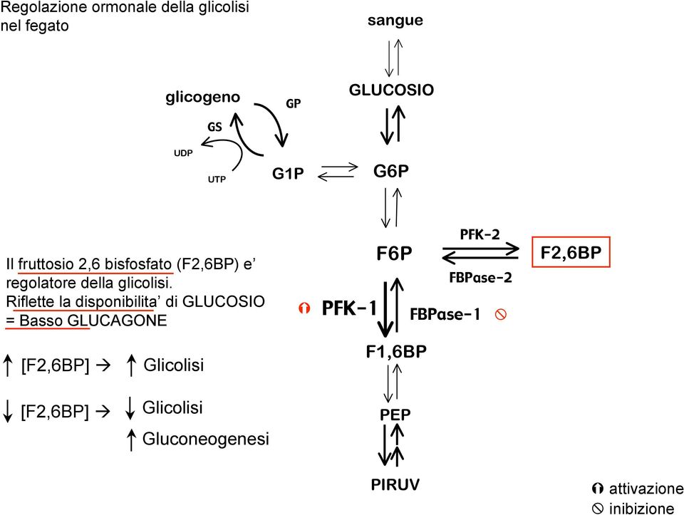 Riflette la disponibilita di GLUCOSIO = Basso GLUCAGONE PFK-1 F6P PFK-2 FBPase-2