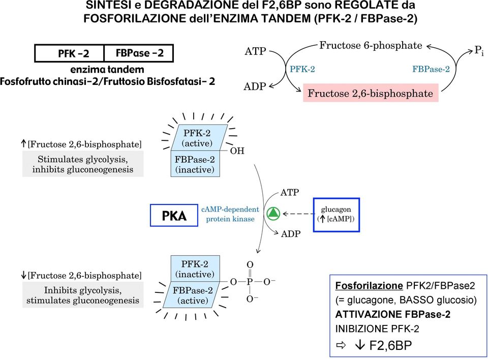 Fosfofrutto chinasi-2/fruttosio Bisfosfatasi- 2 PKA Fosforilazione