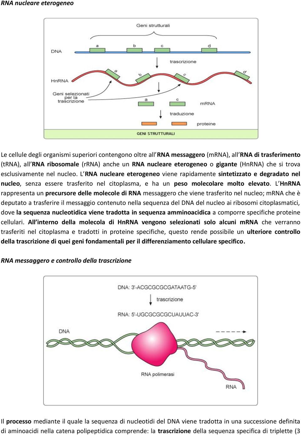 L RNA nucleare eterogeneo viene rapidamente sintetizzato e degradato nel nucleo, senza essere trasferito nel citoplasma, e ha un peso molecolare molto elevato.