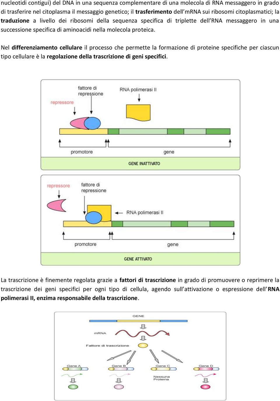 Nel differenziamento cellulare il processo che permette la formazione di proteine specifiche per ciascun tipo cellulare è la regolazione della trascrizione di geni specifici.