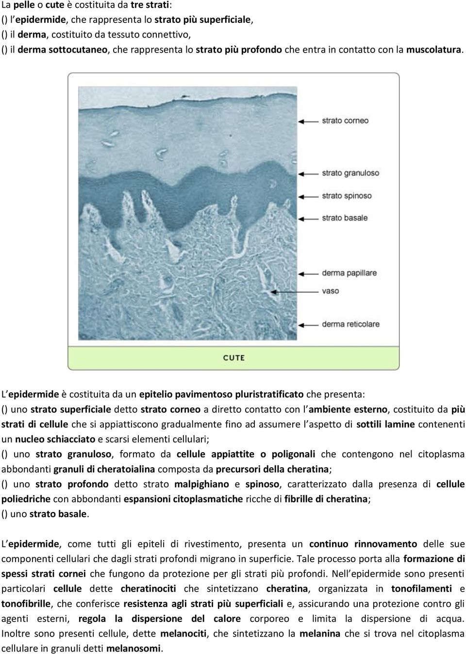 L epidermide è costituita da un epitelio pavimentoso pluristratificato che presenta: () uno strato superficiale detto strato corneo a diretto contatto con l ambiente esterno, costituito da più strati