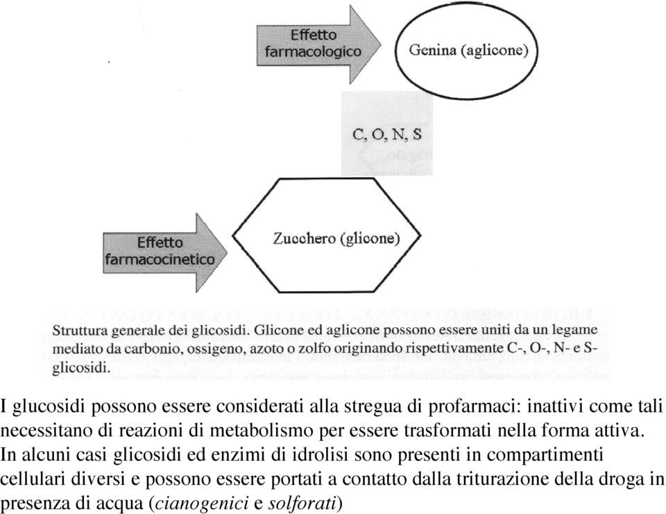 In alcuni casi glicosidi ed enzimi di idrolisi sono presenti in compartimenti cellulari