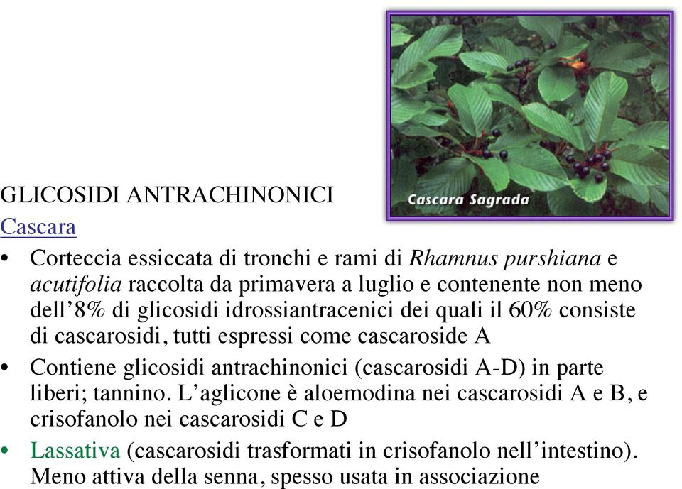 Contiene glicosidi antrachinonici (cascarosidi A-D) in parte liberi; tannino.