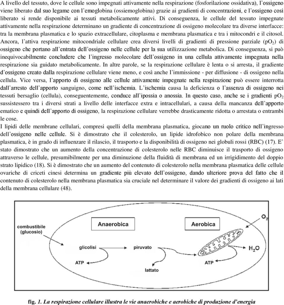 Di conseguenza, le cellule del tessuto impegnate attivamente nella respirazione determinano un gradiente di concentrazione di ossigeno molecolare tra diverse interfacce: tra la membrana plasmatica e