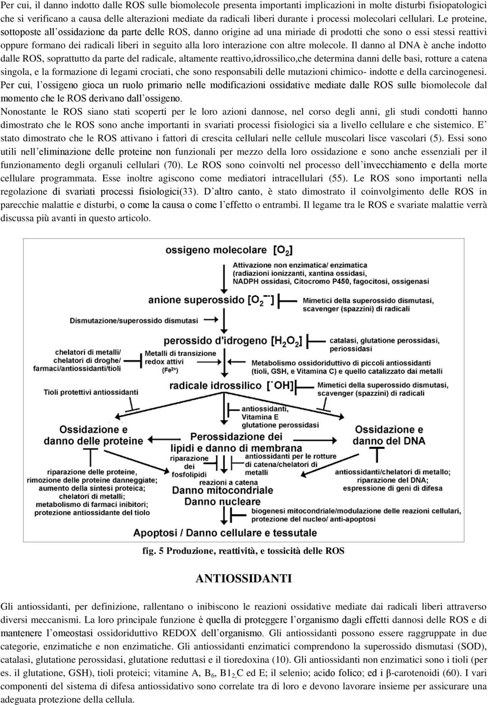 Le proteine, sottoposte all ossidazione da parte delle ROS, danno origine ad una miriade di prodotti che sono o essi stessi reattivi oppure formano dei radicali liberi in seguito alla loro